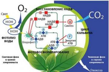 Proces fotosyntézy: stručný a srozumitelný pro děti