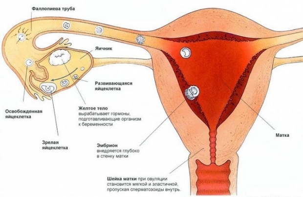 Беременность при ГВ – кормление зачатию не помеха. Беременность при грудном вскармливании